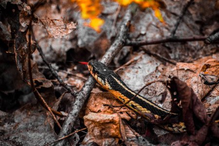 Photo for A closeup of a Butler's garter snake, Thamnophis butleri creeping on fallen leaves and rocks - Royalty Free Image