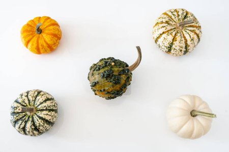 Photo for A view of pumpkins in white background - Royalty Free Image