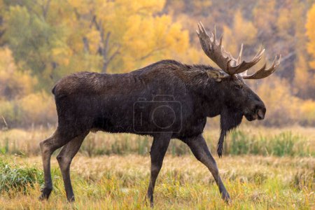 A closeup shot of an Alaskan moose on a field with yellow trees in the background