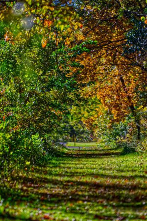 Téléchargez les photos : Vue verticale d'un paysage forestier d'automne avec des arbres couverts de feuilles orange - en image libre de droit
