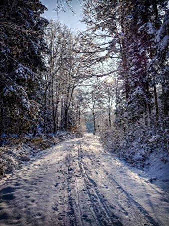 Photo for A path passing through trees in a forest on a sunny winter day - Royalty Free Image