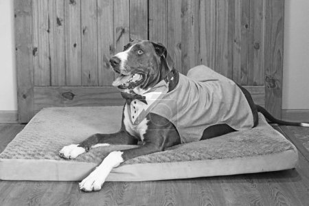 Foto de Un Gran Perro Danés tendido sobre la manta, escala de grises - Imagen libre de derechos