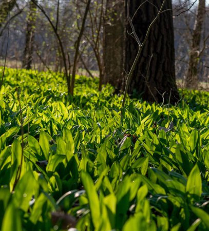 Photo for A selective focus of Wild garlic (Allium ursinum) green leaves in the park near a tree trunk - Royalty Free Image