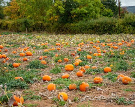 Photo for A field with freshly harvested pumpkins - Royalty Free Image