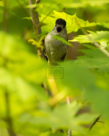 Photo for A closeup of a Eurasian blackcap, Sylvia atricapilla staring through green leaves with its beak open - Royalty Free Image