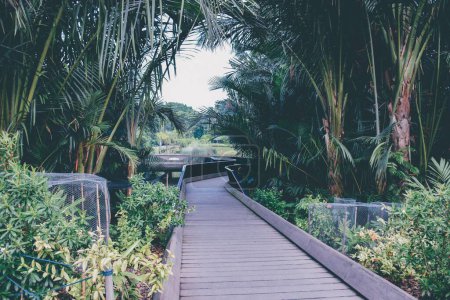 Téléchargez les photos : Une promenade au Jardin botanique de Singapour, Singapour - en image libre de droit