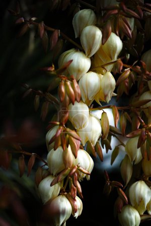 Photo for A vertical shot of cream-colored weeping yucca flowers on an isolated background - Royalty Free Image