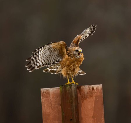 Téléchargez les photos : Un faucon à épaulettes debout sur un poteau métallique déployant ses ailes avec un fond flou - en image libre de droit