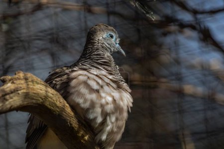 Foto de La paloma cebra o paloma barrada (Geopelia striata), posada sobre una rama sobre un fondo borroso - Imagen libre de derechos