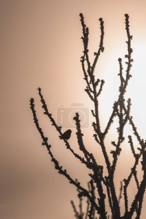Photo for A vertical of a little bird perched on a frosty tree against the sunset sky with a shiny sun in winter - Royalty Free Image