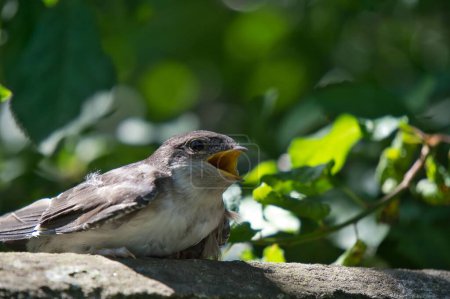 Photo for A closeup shot of a barn swallow (Hirundo rustica) with an open beak - Royalty Free Image