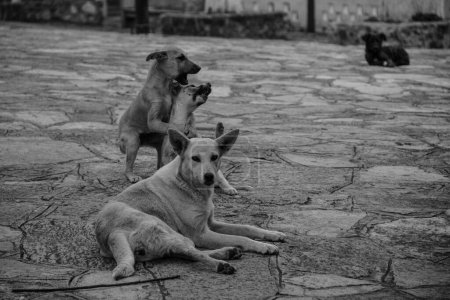 Photo for A grayscale shot of stray dogs laying on the side of a road - Royalty Free Image