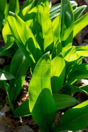 Photo for A selective focus of Wild garlic (Allium ursinum) green leaves in the forest, vertical shot - Royalty Free Image