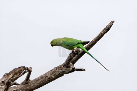 Photo for A closeup shot of a rose-ringed parakeet (Psittacula krameri) perched on a branch - Royalty Free Image