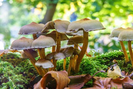 Foto de Un primer plano de azufre tuft hongo en el suelo del bosque con hojas de otoño - Imagen libre de derechos