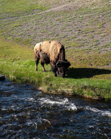 Photo for A vertical shot of a buffalo grazing on grass by a stream - Royalty Free Image
