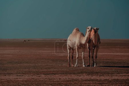 Foto de Una vista panorámica de dos camellos caminando por el desierto de Salami ubicado en Kuwait - Imagen libre de derechos