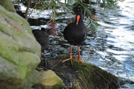 Téléchargez les photos : Plan rapproché d'un oiseau noir de l'espèce pendant la journée sur la rive d'un lac - en image libre de droit