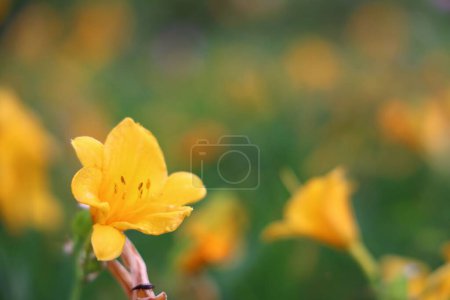 Photo for A beautiful closeup of a yellow daylily - Royalty Free Image