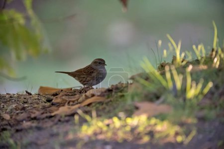 Photo for A little brown dunnock perching on ground - Royalty Free Image