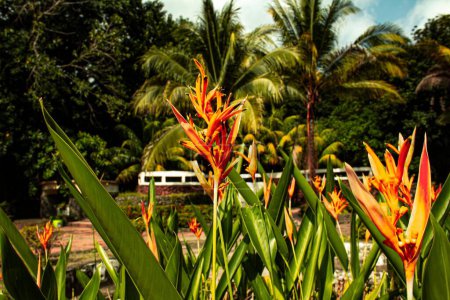 Téléchargez les photos : Une sélection de fausses fleurs d'oiseaux de paradis dans un jardin - en image libre de droit