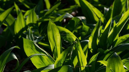 Photo for A selective focus of Wild garlic (Allium ursinum) green leaves in the forest with sunlight - Royalty Free Image