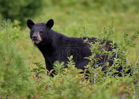 Photo for A closeup shot of a black bear in a field - Royalty Free Image