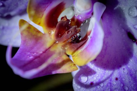 Foto de Una macro toma de una hermosa orquídea púrpura con pequeñas gotas de agua en los pétalos - Imagen libre de derechos