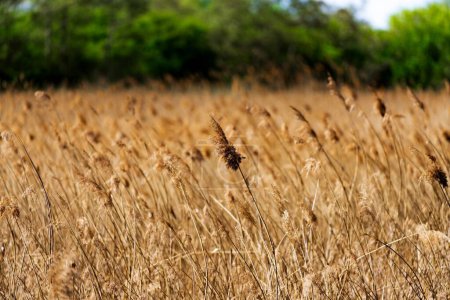 Téléchargez les photos : Mise au point sélective d'herbe à carex séchée sur un champ - en image libre de droit