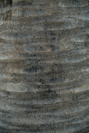 Foto de Tronco del árbol envejecido proporciona tonos de madera cálidos y frescos y textura. Perfecto para fondos. Vertical - Imagen libre de derechos