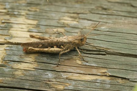 Foto de Un adorable Chorthippus brunneus de pie sobre la vieja madera en primer plano - Imagen libre de derechos