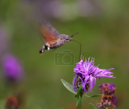 Foto de Un enfoque selectivo de una abeja sobre una flor púrpura - Imagen libre de derechos