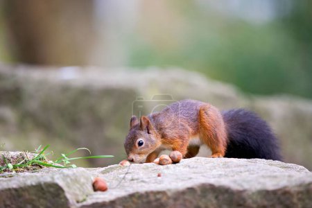 Foto de Un primer plano de una ardilla roja sobre una piedra, comiendo avellana, en el parque, rodeada de avellanas - Imagen libre de derechos