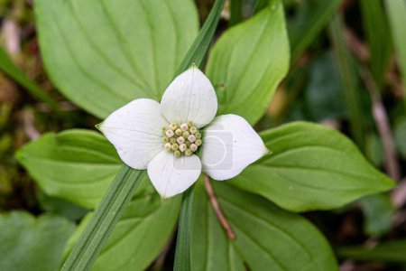 Photo for A closeup shot of a bunchberry flower. - Royalty Free Image