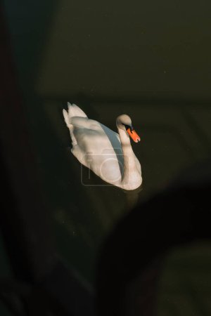 Photo for A White mute swan in a pond in romania - Royalty Free Image