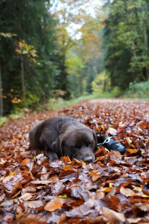 Téléchargez les photos : Une mise au point sélective d'un chien du Labrador mignon sur les feuilles d'automne - en image libre de droit