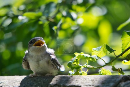 Photo for A closeup shot of a barn swallow (Hirundo rustica) with an open beak - Royalty Free Image