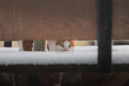 Foto de Un adorable gatito pelirrojo mirando a la cámara a través de una cerca de madera cubierta de nieve - Imagen libre de derechos