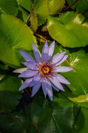 Photo for A closeup of a beautiful pinkish-white sacred lotus flower on bright green pads on a lake - Royalty Free Image