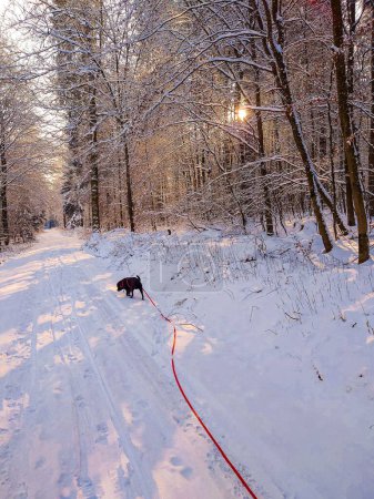 Foto de Un disparo vertical de un lindo perro adulto de chocolate Labrador retriever en la naturaleza en un día soleado de invierno - Imagen libre de derechos