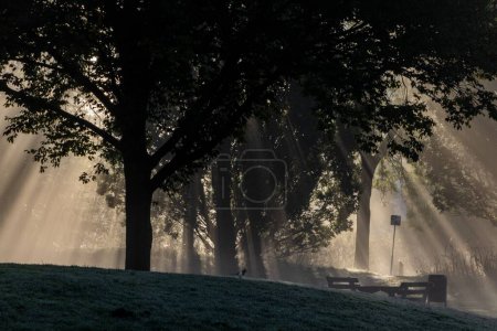 Téléchargez les photos : Un beau cliché du soleil qui brille à travers les branches des arbres dans une forêt - en image libre de droit