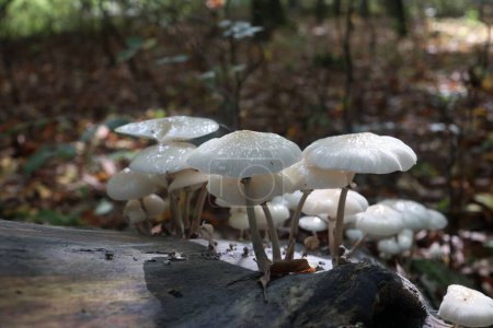 Photo for A closeup shot of a Porcelain mushrooms (Oudemansiella mucida) mushroom  on tree bark - Royalty Free Image