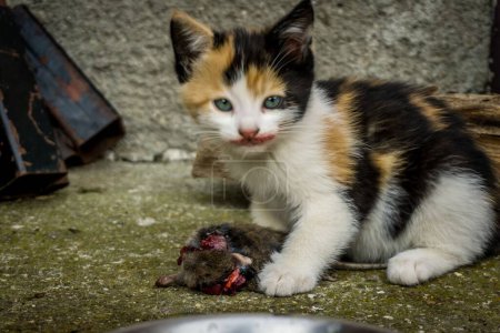 Téléchargez les photos : Gros plan d'un chaton avec une souris morte dans la rue - en image libre de droit