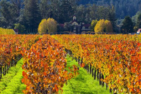 Photo for A fall landscape with vast agricultural lands in Napa Valley, California, USA - Royalty Free Image