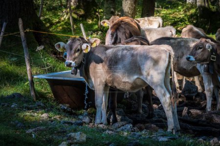 Foto de Un primer plano de Vacas en la granja a la luz del día - Imagen libre de derechos