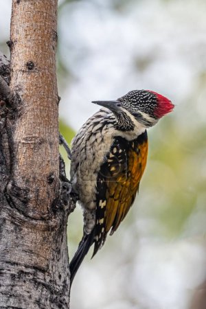 Foto de Un pájaro carpintero dorada menor mirando desde un árbol - Imagen libre de derechos