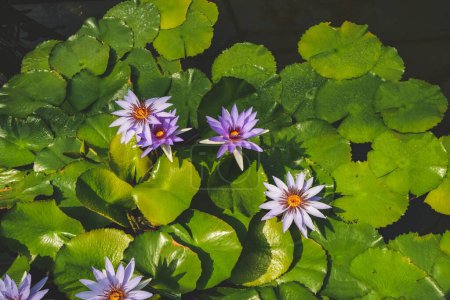Photo for A closeup of beautiful pinkish-white sacred lotus flowers on bright green pads on a lake - Royalty Free Image
