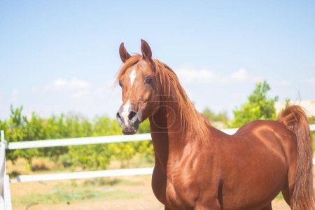 Foto de Un primer plano de un caballo árabe marrón en un establo al aire libre, en una granja, con árboles verdes en el fondo en un día soleado brillante - Imagen libre de derechos