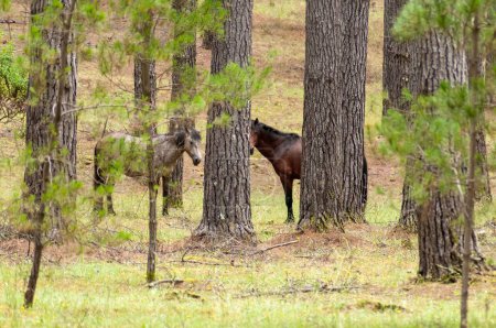 Téléchargez les photos : Un plan de chevaux sauvages vus à travers les arbres dans la forêt - en image libre de droit