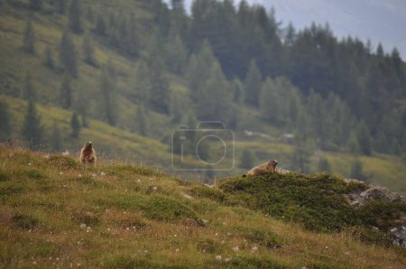 Téléchargez les photos : Les jolies marmottes alpines reposant sur l'herbe des Alpes avec des arbres sur le fond flou - en image libre de droit